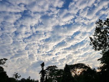 Low angle view of trees against sky during sunset