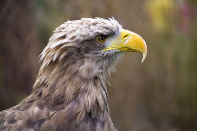 Close-up of eagle