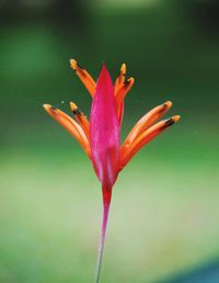 Close-up of red flower blooming outdoors