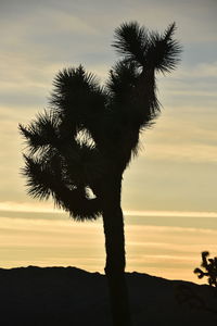 Silhouette palm tree against sky during sunset