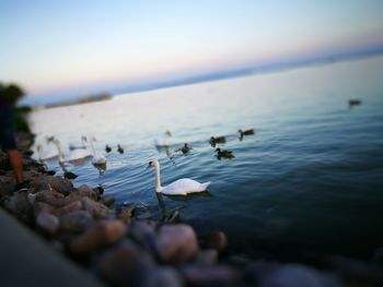 Birds flying over beach