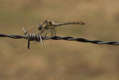 barbed wire