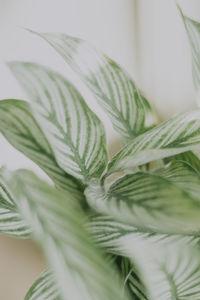 Close-up of fresh green leaves