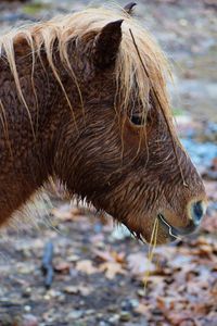 Close-up of a horse on field