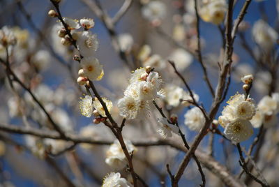 Close-up of white flowers on branch