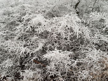 Full frame shot of frozen plants on land