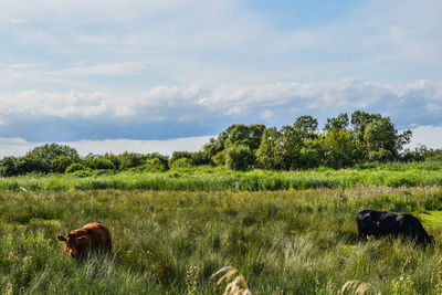 View of cows on field against sky