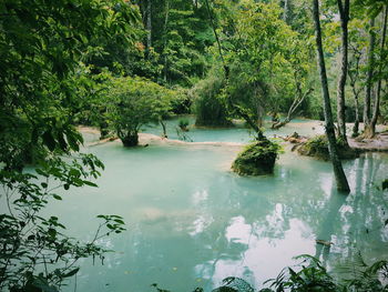 Scenic view of trees in forest