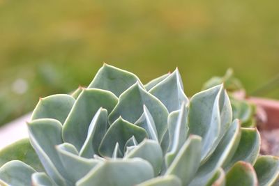 Close-up of succulent plant