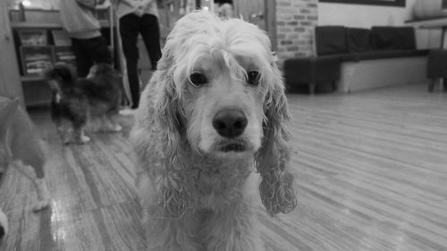 Close-up portrait of dog