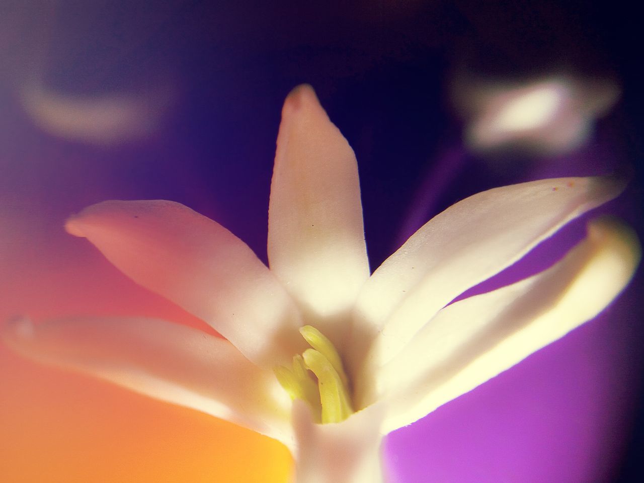 petal, flower, flower head, freshness, fragility, beauty in nature, close-up, growth, nature, single flower, stamen, backgrounds, full frame, blooming, pollen, selective focus, pink color, macro, extreme close-up, purple