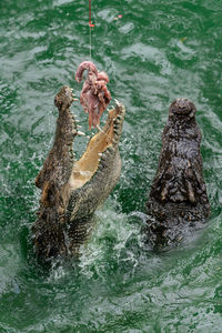 Crocodile jumping out of water for food