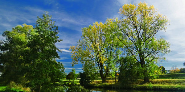 Trees on field against sky