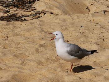 High angle view of seagull on sand