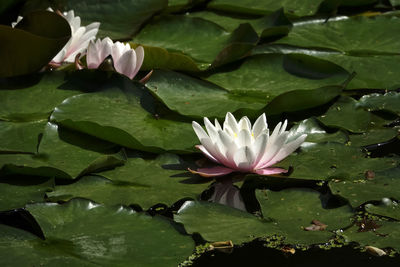 Close-up of lotus water lily in lake