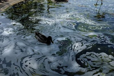 High angle view of duck swimming in lake