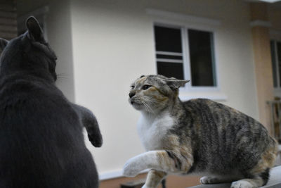 Cats looking away at home