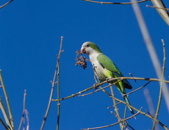 Low angle view of bird perching on branch against blue sky