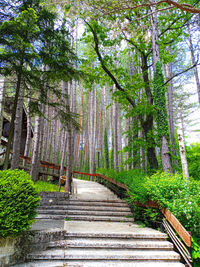 Footpath amidst trees in forest