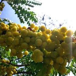 Close-up of fruits on tree