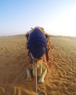 Rear view of horse on sand