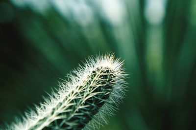 Close-up of plant