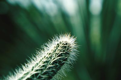 Close-up of cactus