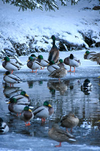 Ducks in lake during winter