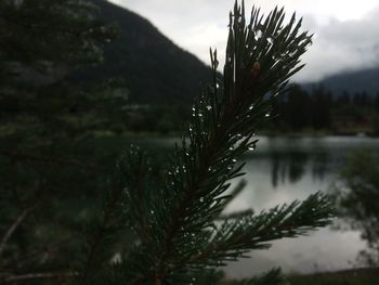 Close-up of pine tree by lake against sky