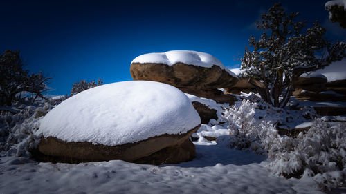 Snow covered plants and trees against blue sky