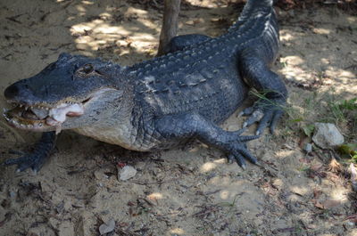 Alligator carrying frog in mouth