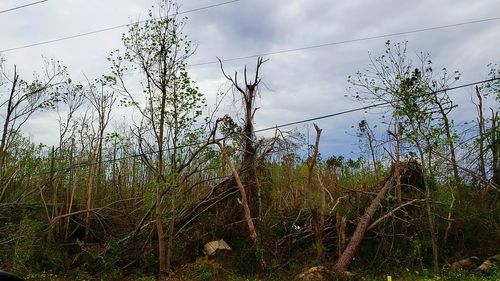 Low angle view of trees against sky