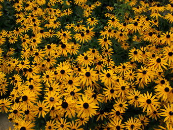 Full frame shot of yellow flowering plant