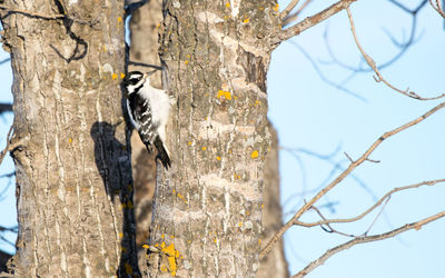 Close-up of birds perching on tree