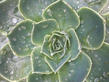 Full frame shot of wet leaf