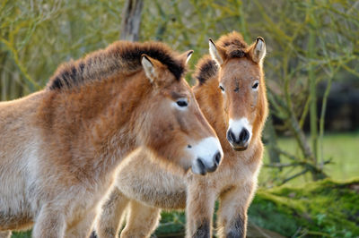 Przwalski's horses