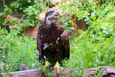 Bird perching on rock in field