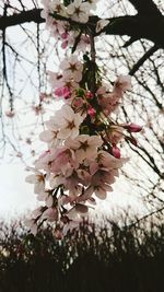 Close-up of cherry blossom tree