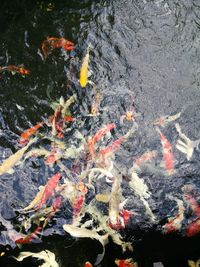 High angle view of koi carps swimming in lake