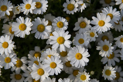 Close-up of white daisy flowers