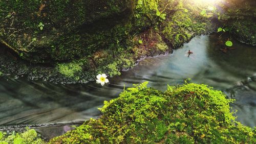 High angle view of plants by river in forest