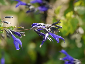 Close-up of purple flowering plant