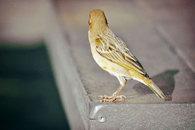 Close-up of bird perching outdoors