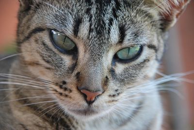 Close-up portrait of a cat