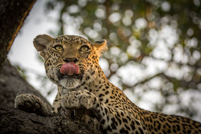 Close-up portrait of leopard in tree