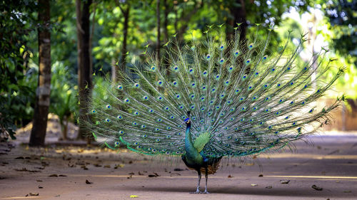 View of peacock