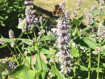 Close-up of insect on purple flowering plant