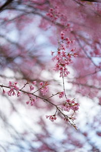 Close-up of cherry blossom tree