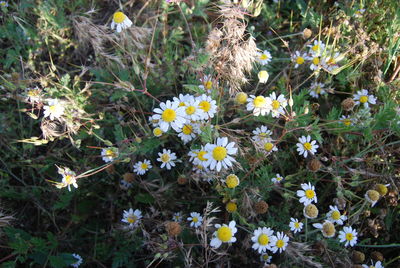 Close-up of yellow flowers