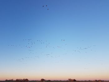 Low angle view of birds flying in sky